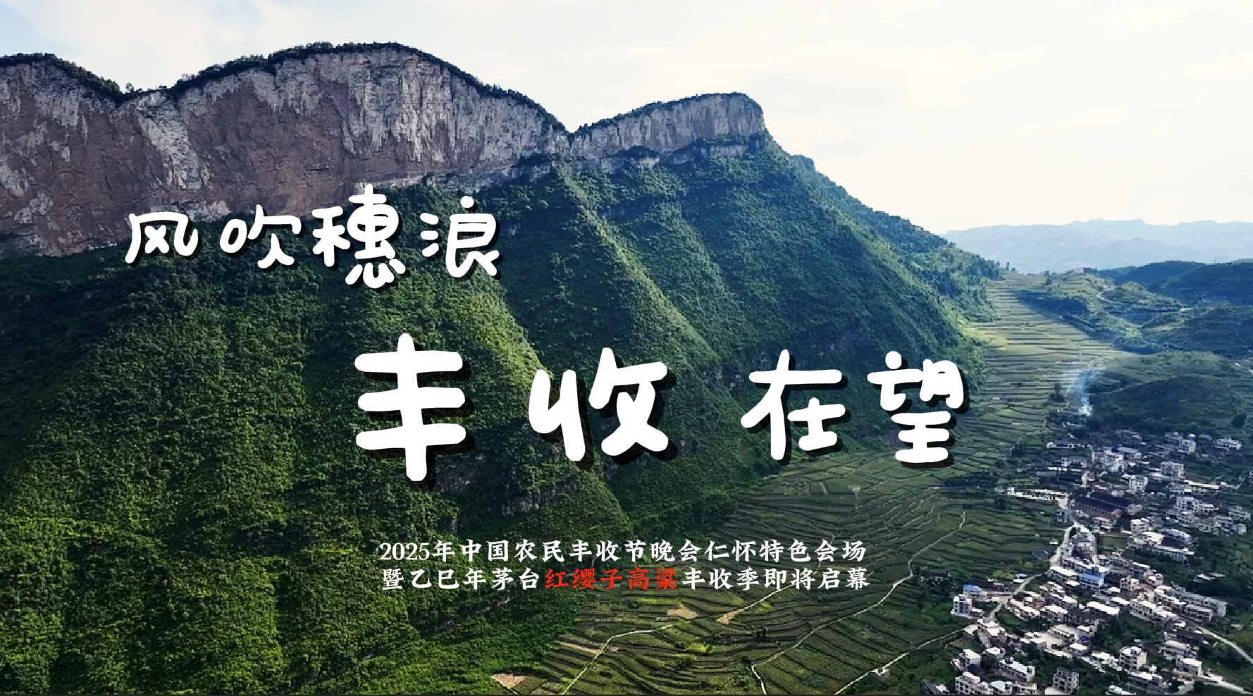 視頻｜風吹穗浪 豐收在望